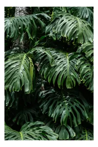 Tablou Canvas, "Frumusețea luxuriantă a naturii tropicale", Verde, Frunze, Tropical, Luxuriant, Umbră, Natură, Exotic, Textură, 100 x 150 cm