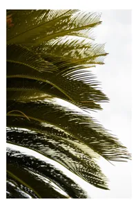 Tablou Canvas, "Frunze de palmier în vânt liniștit", Frunze, Palmier, Verde, Contrast, Textură, Cer, Lumină, Delicat., 70 x 100 cm