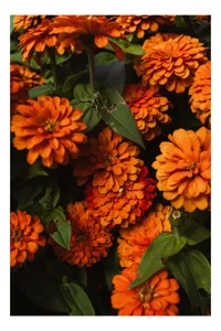 Tablou Canvas Flori Zinnia Portocalii Natură Frunze Bogăție, 50 x 90 cm