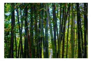 Tablou Canvas, "Pădurea liniștită de bambus verde", Bambus, Frunziș, Verde, Densitate, Natură, Lumină, Trunchiuri, Vegetație, Seral, Textură, 39 x 26 cm
