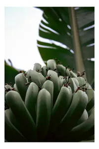 Tablou Canvas, "Bananier în grădina tropicală luxuriantă", Banane, Frunze, Verde, Mature, Naturale, Tropicale, Fructe, Proaspete, 39 x 54 cm
