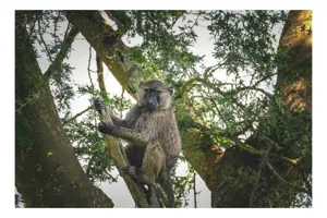 Tablou Canvas, "Babuin în așteptarea aventurii pădurii", Baboon, Branch, Tree, Nature, Green, Relaxed, Wildlife, Foliage, 90 x 50 cm