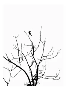 Tablou Canvas, "Pasărea singuratică în zare albă", Ramură, Siluetă, Pasăre, Cer, Contrast, Natură, Minimalism, Linie., 50 x 50 cm