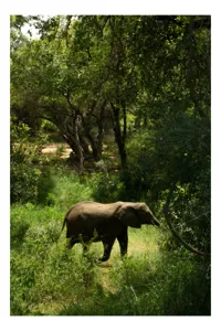 Tablou Canvas, "Elefant în pădurea verde intensă", Elefant, Pădure, Verdeață, Natură, Tufişuri, Serenitate, Sălbăticie, Vegetaţie, Arbori, Umbre, 100 x 150 cm