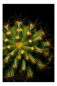 Tablou Canvas, "Cactușul înflorit sub stele aurii", Cactus, Verde, Spini, Lumini, Contrast, Întunecat, Forme, Simetrie, Natură, Detaliu, 26 x 39 cm