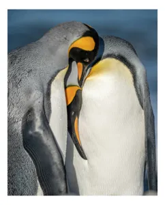 Tablou Canvas, "Îmbrățișarea pinguinilor împărătești", Penguins, Tenderness, Connection, Intimacy, Nature, Affection, 100 x 100 cm