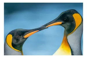 Tablou Canvas, "Întâlnirea sufletelor sub cerul arctic", Pinguini, Afecțiune, Colorat, Apropiere, Ocean, Eleganță, Grație, Natură, Serenitate, Armonie., 100 x 100 cm
