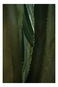 Tablou Canvas, "Spinii cactușilor în lumina dimineții", Verde, Textură, Natură, Spineți, Mistic, Vegetație, Adâncime, Tăcere, Organic, Viu, 100 x 100 cm