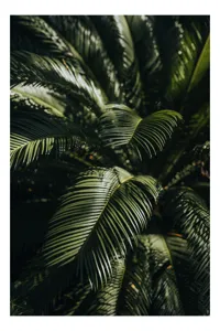 Tablou Canvas, "Frunzele misteriose ale junglelor tropicale", Frumusețe, Lumină, Verdeață, Frunze, Natură, Textură, 70 x 100 cm