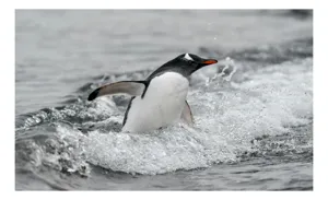 Tablou Canvas, "Pinguin înotând printre valuri reci", Penguin, Water, Splashing, Motion, Ocean, Nature, Wildlife, 100 x 70 cm