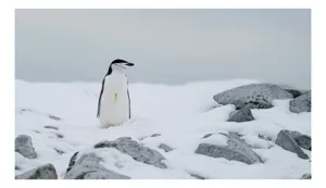 Tablou Canvas, "Pinguin solitar pe zăpadă arctică", Pinguin, Zăpadă, Pietre, Cer Înnorat, Frig, Antarctica, Solitar, Calm, Natură, Gheață, 100 x 70 cm
