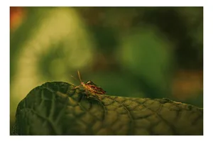 Tablou Canvas, "Insectă pe frunză verde și rugoasă", Insectă, Frunză, Verde, Textură, Natură, Lumină, Detaliu, Culoare, Contrast, Tranquilitate, 100 x 70 cm