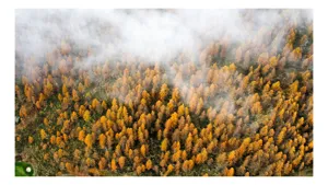 Tablou Canvas, "Pădurea colorată de toamnă în ceață", Copaci, Toamnă, Ceață, Culori, Natură, Pădure, Aurii, 100 x 100 cm