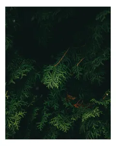 Tablou Canvas, "Verdele ascuns în tăcerea pădurii", Verde, Frunziș, Întuneric, Natura, Mister, Umbre, Textură, Rămuriș, 50 x 70 cm