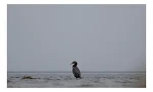 Tablou Canvas, "Cormoran solitar pe valuri liniștite", Pasăre, Apă, Singurătate, Cer Cenușiu, Mal Distant, Liniște, Natură., 54 x 39 cm