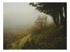 Tablou Canvas, "Misterul pădurii în ceață misterioasă", Ceață, Copaci, Deal, Vegetație, Liniște, Mister, Natură, Frunziș, Umbre, Peisaj, 70 x 50 cm