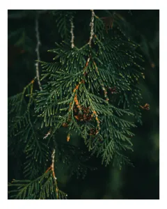 Tablou Canvas, "Ramuri de conifer în întuneric misterios", Veveriță, Ramuri, Verde, Frunziș, Textură, Natură, Detalii, Întunecat, Frunze, Pădure, Organic, Tonuri, 26 x 39 cm