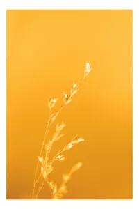 Tablou Canvas, "Răsăritul cald în fire de iarbă", Auriu, Delicat, Simplu, Strălucitor, Încântător, Seren, Liniștitor, Elegant, 70 x 100 cm