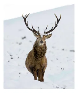 Tablou Canvas, "Cerbul singuratic în zăpada iernii", Deer, Snow, Winter, Antlers, Stare, Majestic, Cold, Nature, Wilderness, White, Calm, Scenery, Solitude, 50 x 50 cm