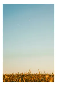 Tablou Canvas, "Luna deasupra câmpului de grâu", Cer, Lună, Avion, Iarbă, Apus, Orizont, Lumină, Seninătate., 50 x 70 cm
