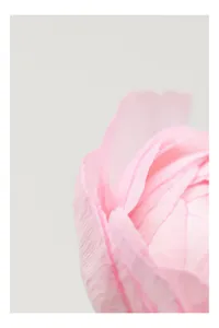 Tablou Canvas, "Petale delicate de primăvară roz", Delicat, Roz, Petale, Floare, Fragil, Minimalist, Moale, Pastel, Elegant, Simplu, 26 x 39 cm