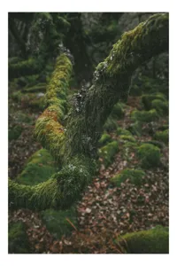 Tablou Canvas, "Pădurea ascunsă sub mantia verde", Copac, Mușchi, Natură, Verde, Textură, Pământ, Frunze, Rămurele, Organic, Pădure, 100 x 150 cm