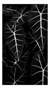 Tablou Canvas, "Frumusețea geometrică a naturii", Frunze, Model, Textura, Contrast, Umbre, Eleganta, Natură, Dungi, Vegetație, Simetrie, 50 x 90 cm