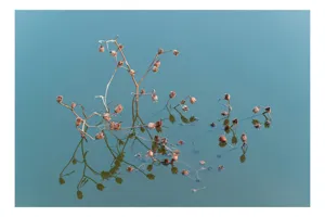 Tablou Canvas, "Reflecții delicate pe apa liniștită", Flori, Reflecții, Apă, Albastru, Natură, Liniște, Rămășițe, Artă, Serenitate, 39 x 26 cm
