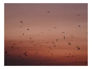 Tablou Canvas, "Dansul păsărilor la asfințit", Cer, Păsări, Apus, Siluete, Zbor, Răgaz, Roșu, Infinit, Liniște, Întuneric, Orizont, Serenitate, Frumusețe, Armonie, Libertate, 39 x 26 cm
