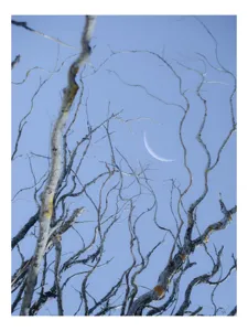 Tablou Canvas, "Crengile și luna din cer senin", Serenitate, Melancolie, Luciditate, Frumusețe, Eleganță, Visare, Armonie, Delicatețe, Contemplație, Liniște, 50 x 50 cm