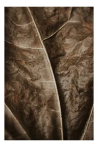 Tablou Canvas, "Textura enigmatică a frunzei uscate", Veins, Texture, Brown, Leaf, Pattern, Nature, Organic, Detail, Surface, Natural, 26 x 39 cm