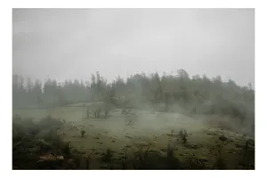 Tablou Canvas, "Câmpie învăluită în ceață dimineața", Ceață, Pajiște, Copaci, Tăcere, Melancolie, Natură, Răcoare, Verdeață, Mister, Liniște, 39 x 26 cm