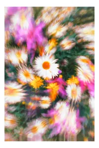 Tablou Canvas, "Vârtej floral într-o vară colorată", Flori, Culori, Dinamism, Energie, Vioiciune, Natură, Petale, Vârtej, Primăvară, Strălucire, 26 x 39 cm
