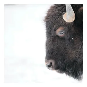Tablou Canvas, "Bizon în calmul iernii albe", Bizon, Profil, Blană, Coarne, Privire, Natură, Zăpadă, Linii, Contrast, Serenitate, 150 x 100 cm
