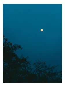 Tablou Canvas, "Luna plină strălucind în noapte", Lună, Cer, Albastru, Siluete, Crengi, Noapte, Liniște, Mister, Natură, Întuneric, 50 x 70 cm