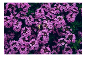 Tablou Canvas, "Albine printre florile de liliac", Flori, Mov, Albina, Natură, Delicat, Viu, Plante, Verdeață, 54 x 39 cm