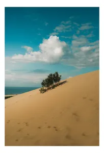 Tablou Canvas, "Planta solitară pe dune pustii", Nisip, Dune, Cer, Nor, Vegetație, Orizont, Albastru, Verde, Pustiu, Natură, 70 x 100 cm
