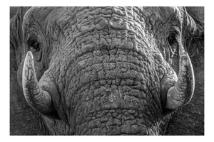 Tablou Canvas, "Povestea ridurilor unui elefant", Elefant, Impresionant, Textură, Detalii, Colți, Privire, Puternic, Majestos, 54 x 39 cm