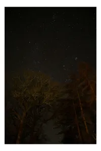 Tablou Canvas, "Stelele strălucesc peste pădurea întunecată", Stele, Cer, Noapte, Copaci, Natură, Lumină, Galaxie, Linie, Întuneric, Taină., 70 x 100 cm