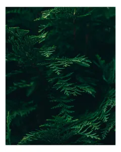 Tablou Canvas, "Pădurea adâncă în lumină verde", Frunze, Verde, Textură, Natură, Vitalitate, Prospețime, Vegetație, 100 x 150 cm