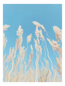 Tablou Canvas, "Dansul ierbii în bătaia vântului", Nori, Albastru, Flori, Delicate, Înălțare, Pastel, Cer, Liniște, 50 x 50 cm
