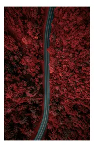 Tablou Canvas, "Drumul singuratic prin pădurea roșie", Drum, Roșu, Pădure, Aerian, Peisaj, Contrast, Natură, Cale, Curbe, Mister, 100 x 100 cm