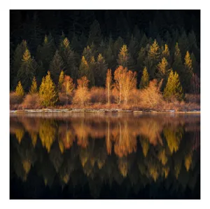 Tablou Canvas, "Lumina aurie în pădurea adormită", Reflecție, Pădure, Lac, Copaci, Toamnă, Apus, Lumină, Frumusețe, Natură, Serenitate, 70 x 50 cm