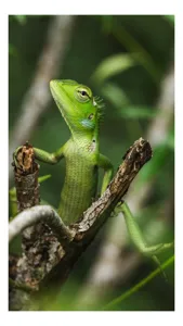 Tablou Canvas, "Șopârla verde printre crengi uscate", Șopârlă, Verde, Creangă, Natură, Frunze, Privire, Solzi, Ramură, Vârf, Ochi, Detaliu, Observare, 50 x 90 cm