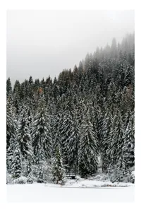 Tablou Canvas, "Tăcerea pădurii în iarnă liniștită", Munte, Brazi, Zăpadă, Ceață, Calm, Natură, Iarnă, Frig, Tăcere, Frumusețe, 70 x 100 cm
