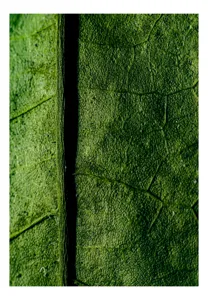 Tablou Canvas, "Texturi verzi naturale în detaliu", Frunze, Verde, Venuțe, Textură, Natură, 50 x 70 cm