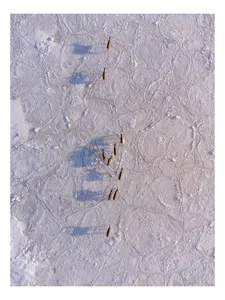 Tablou Canvas, "Siluete în mișcare pe zăpadă albă", Nu știu cine este în imagine., 100 x 100 cm