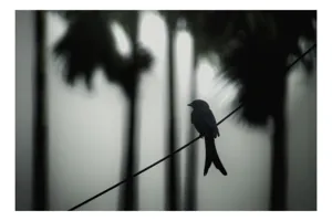 Tablou Canvas, "Pasăre solitară în dimineața cețoasă", Pasăre, Cablu, Siluetă, Arbori, Ceață, Liniște, Contrast, Natură, Mister, Umbre, 70 x 50 cm