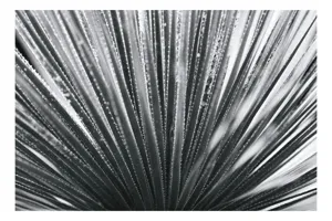 Tablou Canvas, "Frunze de palmier în zori gri", Radiant, Linear, Symmetrical, Textured, Organic, 70 x 50 cm