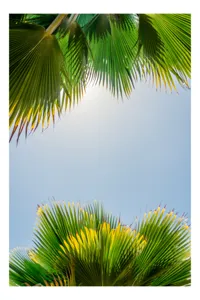 Tablou Canvas, "Frunzele palmierului in lumina soarelui", Frunze, Palmieri, Cer, Senin, Soare, Verde, Lumina, Vara, Tropical, Relaxare, 50 x 90 cm